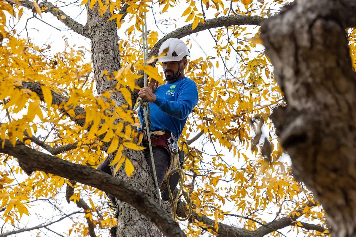 Skilled Tree Planing crew working in Townsend